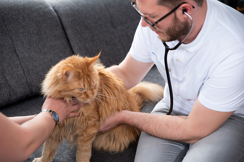 Tierheilpraxis Erhardt 1